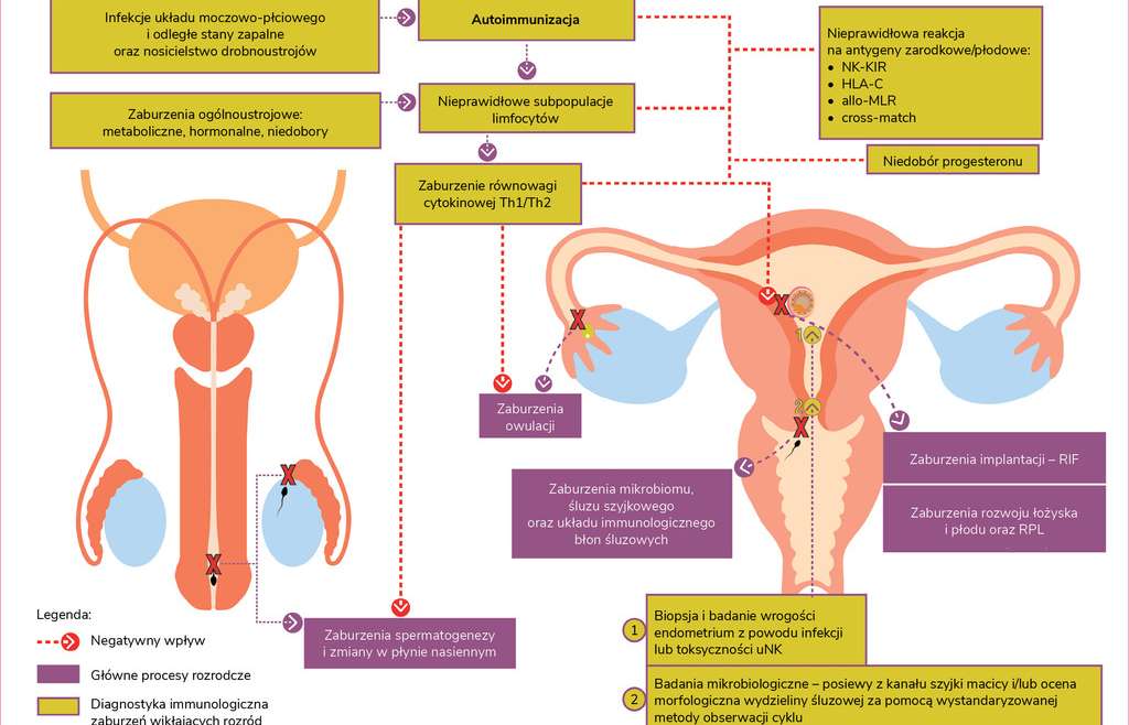 Immunologiczne przyczyny niepłodności – diagnostyka Część 1: Choroby autoimmunologiczne i infekcje